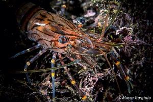 Palaemon shrimp by Marco Gargiulo 